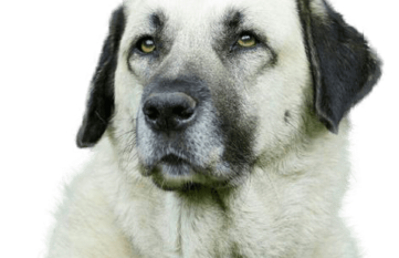 FB-Kangal Herdenschutzhund Hundeschule Hattingen
