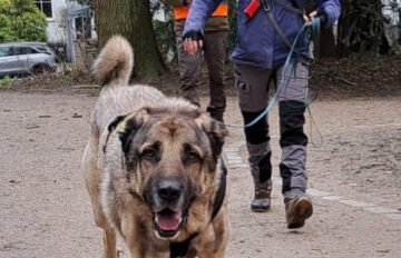 Mantrailing-Start Blanche Wrede beim Mantailing