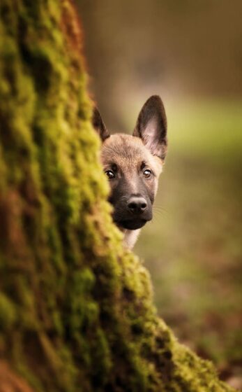 malinois-hinter-Baum Malinois hinter Baum